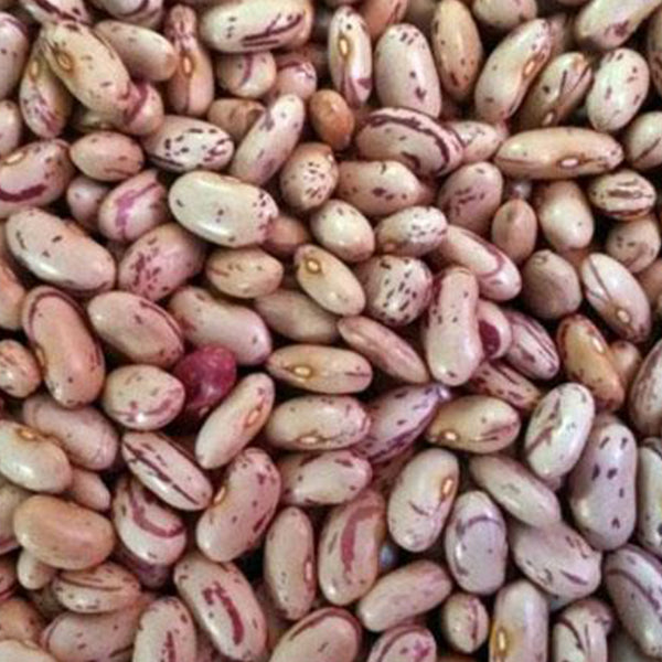 Kidney Beans / चित्रा राजमा